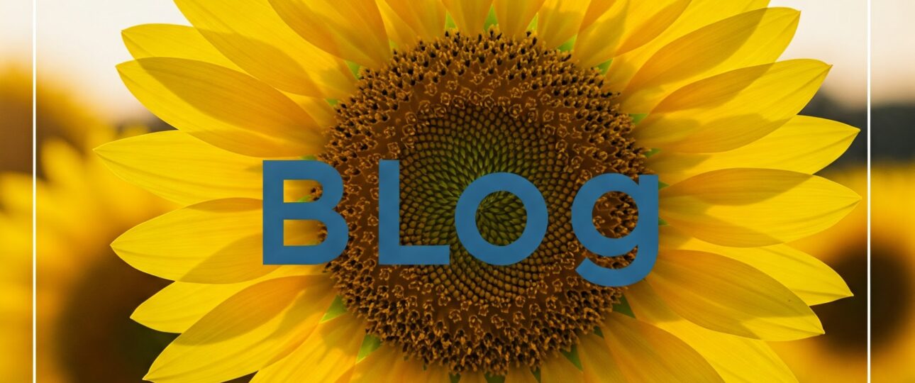 Sunflower blog