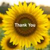 Sunflower with thank you